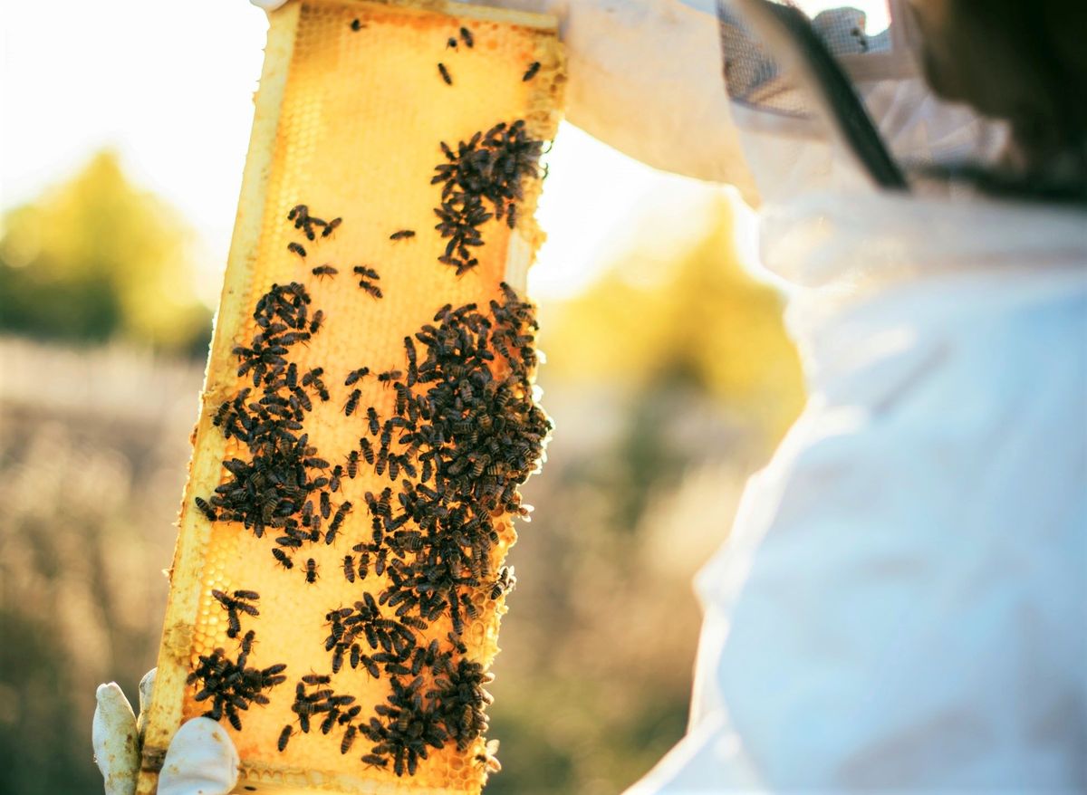 UK’s NCSC starts using honeypots to detect, smash brute force campaigns