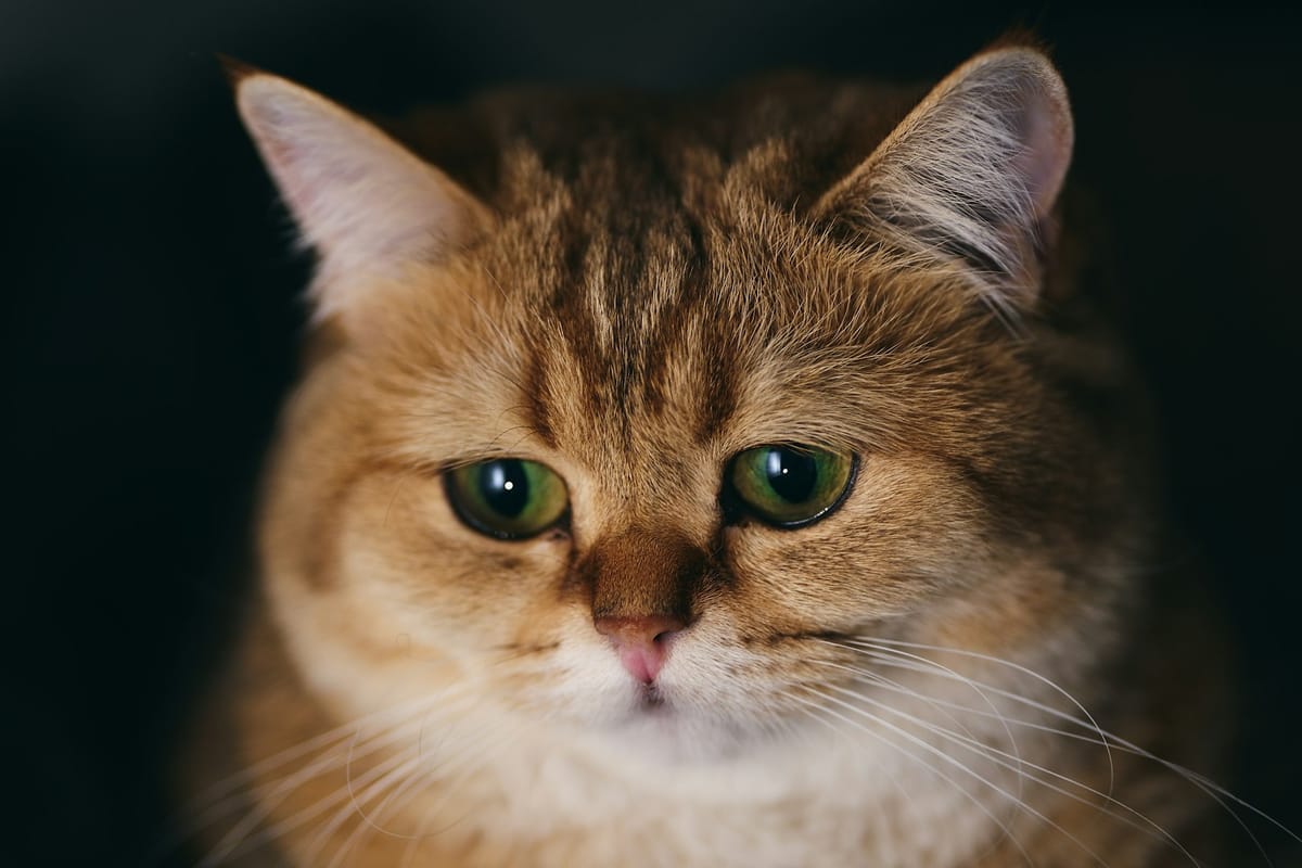 OpenAI customer data leaked in third-party, metadata-only smish