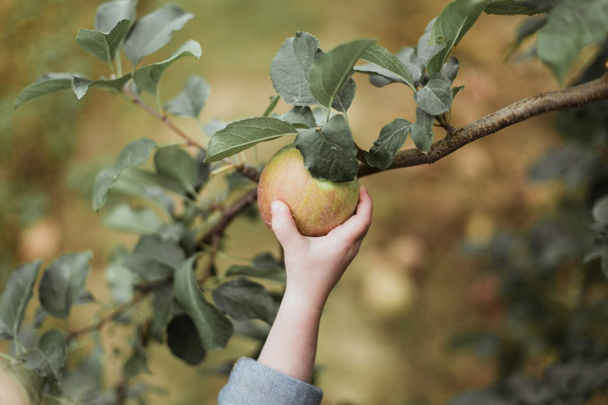 A person picking a green apple off a tree branch. Accenture will buy UK AI advisory firm Faculty.