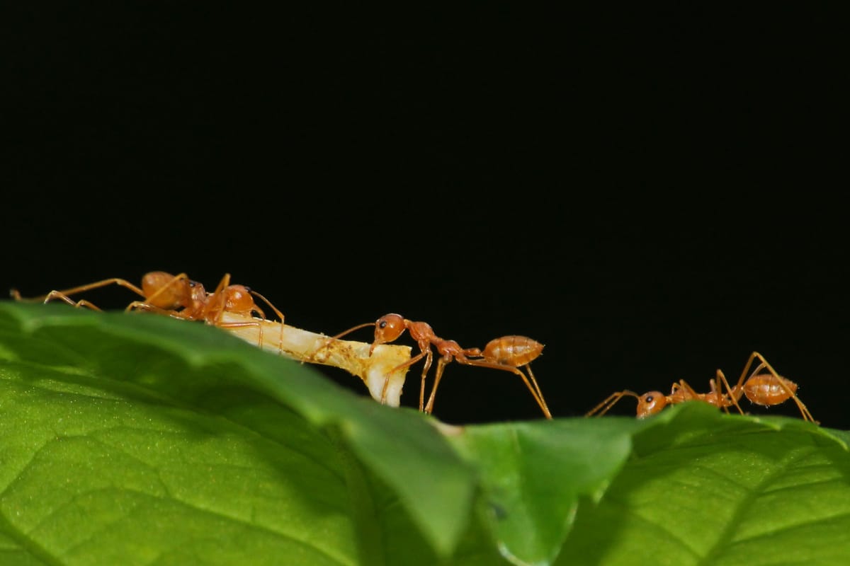 Three ants carry something across a leaf. Small Language Models can be used effectively with fine-tuning and precision say researchers.