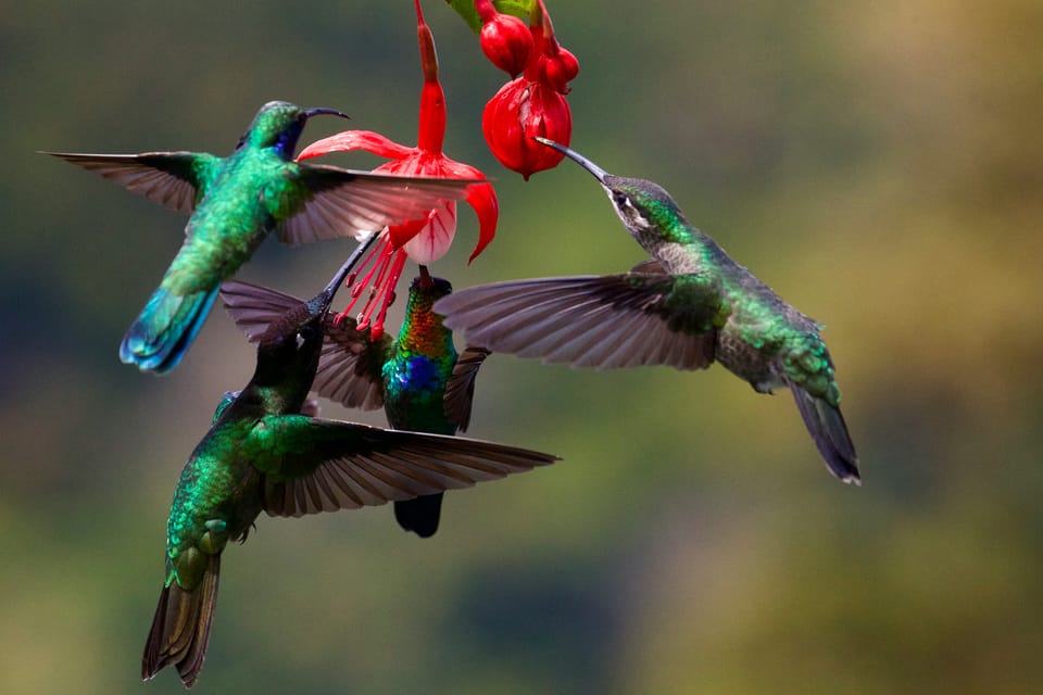 Hummingbirds crowd around a flower. Red Hat's project Hummingbird is building Linux container images.