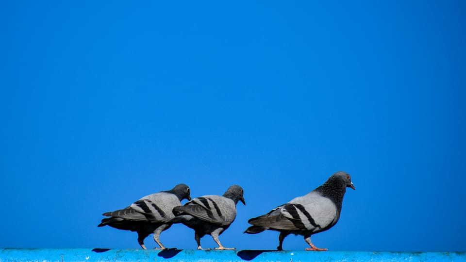 Three pigeons peer over a bar against a bright blue background. Leonardo says its Becrypt acquistion