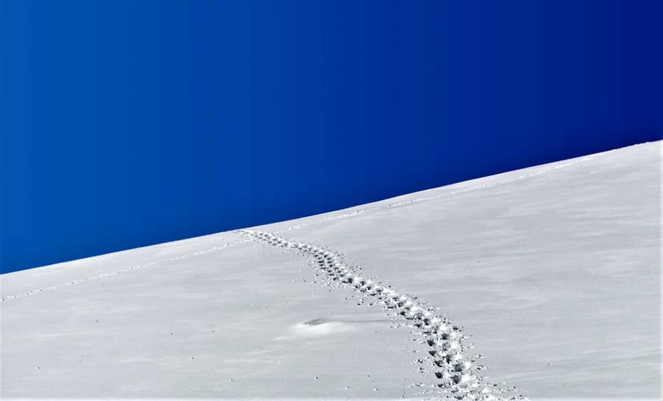 This AWS API bug lets you check permissions without generating logs in CloudTrail: It's not getting fixed.